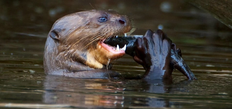 river-otters-tambopata